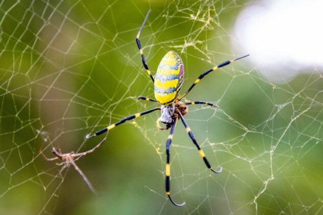 朝蜘蛛と夜蜘蛛、その違いが教える幸運と不運のサイン 1 e69c9de89c98e89b9be381a8e5a49ce89c98e89b9be38081e3819de381aee98195e38184e3818ce69599e38188e3828be5b9b8e9818be381a8e4b88de9818be381ae